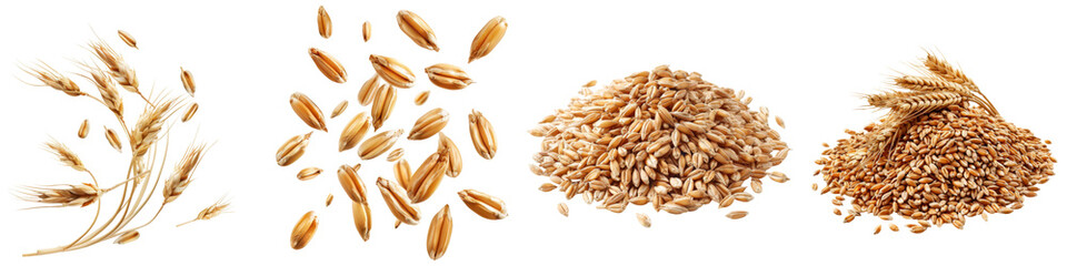 Collection of wheat grains isolated on transparent or white background