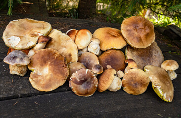 A harvest of porcini mushrooms with a white stem and a brown cap.