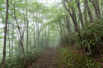 霧に覆われた登山道