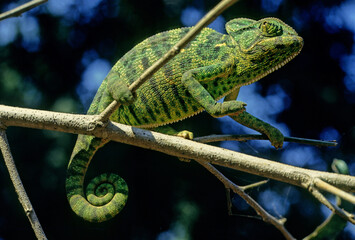 Indian chameleon