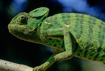 Fototapeta premium Indian chameleon