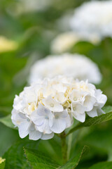 満開のアジサイ	