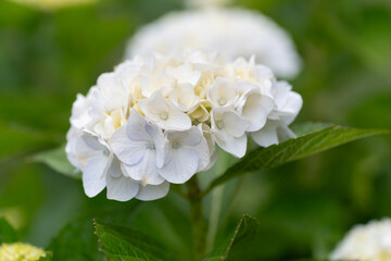 満開のアジサイ	