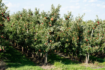 Apfelb&auml;ume im Alten Land in der N&auml;he von Hamburg  das gr&ouml;&szlig;te zusammenh&auml;ngende Obstanbaugebiet Europas