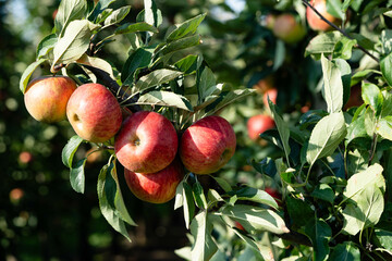 Apfelbäume im Alten Land in der Nähe von Hamburg  das größte zusammenhängende Obstanbaugebiet Europas