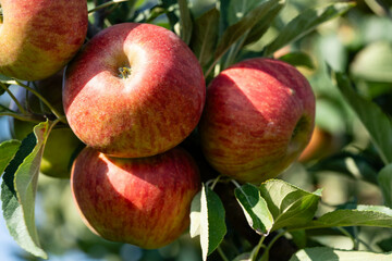 Apfelbäume im Alten Land in der Nähe von Hamburg  das größte zusammenhängende Obstanbaugebiet Europas