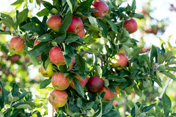 Apfelbäume im Alten Land in der Nähe von Hamburg  das größte zusammenhängende Obstanbaugebiet Europas
