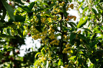 Apfelb&auml;ume im Alten Land in der N&auml;he von Hamburg  das gr&ouml;&szlig;te zusammenh&auml;ngende Obstanbaugebiet Europas