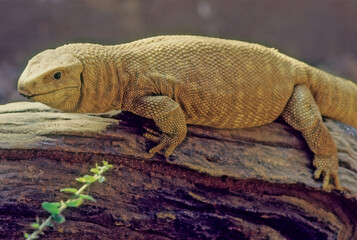 Fototapeta premium Yellow monitor