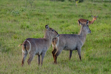 Antilope