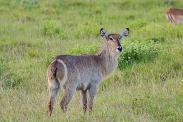 Antilope