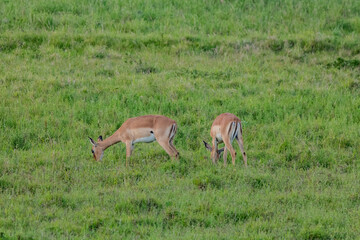 Antilope