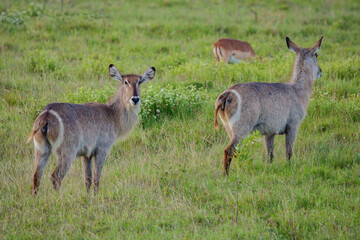 Antilope