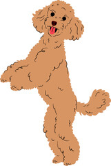 Cute Poodle Standing © kappacha