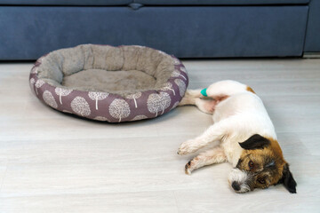 Close-up of a sad sick Jack Russell Terrier dog lying on the floor with a bandaged paw. Concept of recovery and sick dogs at home.