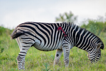 Zebra mit Wunde