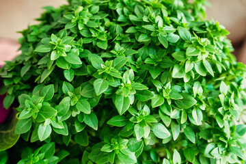 wallpaper full of fresh green basil leaves