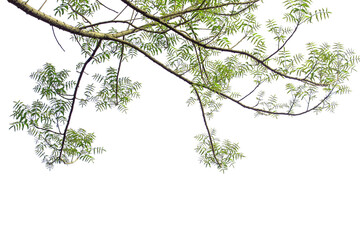Green leaves and branches isolated on white background for graphic design