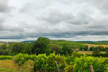 Fototapeta premium field of grapes with a cloudy sky in the background