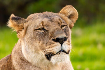 Löwe