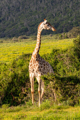 Giraffe