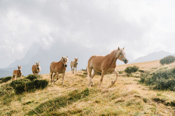 Horses on the seiser alm alpe di susi in Italy mountains 