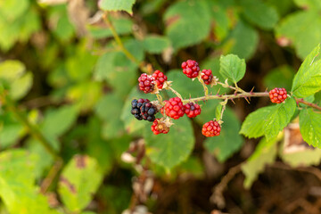 bunch of blackberries are hanging from a bush