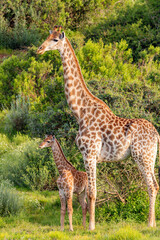 Giraffe mit Kalb