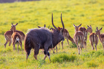Antilope