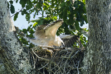 4 month old Harpy Eagle chick, Harpia harpyja, doing flight exercise in the nest, Alta Floresta, Amazon, Brazil