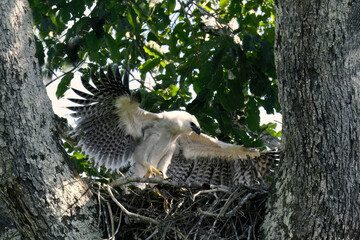 4 month old Harpy Eagle chick, Harpia harpyja, doing flight exercise in the nest, Alta Floresta,...