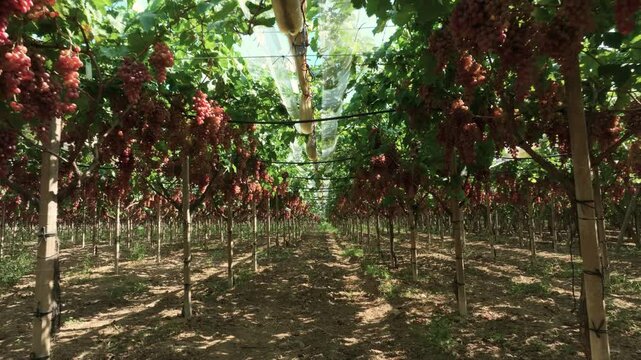 Red table grapes flowing back under an awning.