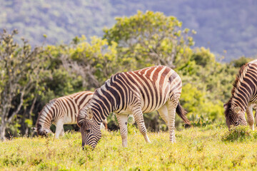 Zebras