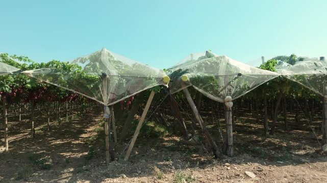 tent of red table grapes flanked by one of white grapes.