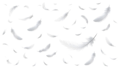 Soft White Feathers in Motion on Clear Transparent Background