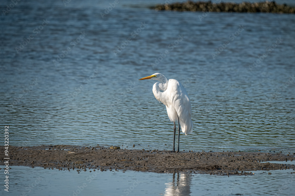 Poster Egret on the Shoreline