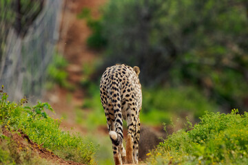 Gepard © Tobi