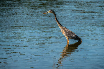 Great Blue Heron