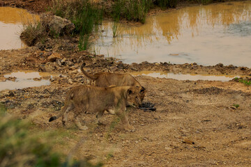 Spielende Löwenwelpen