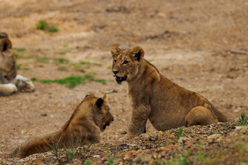  Spielende Löwenwelpen