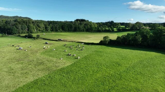 Vue a&eacute;rienne champ campagne agriculture &eacute;levage un troupeau de vaches en train de brouter de l'herbe verte