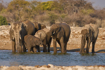 Obraz premium Group of African elephant (Loxodonta africana) splashing around and drinking at a waterhole in Etosha National Park in Namibia 
