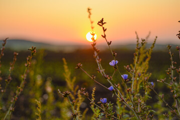 Chicory flowers in the morning sun © Nadiyka