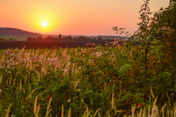 Field wildflowers at sunrise in summer 