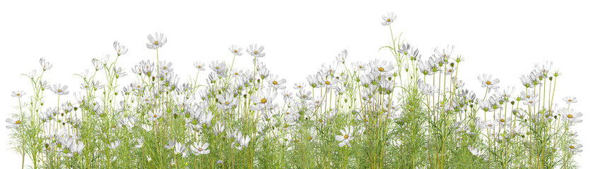 green grass isolated on white Beautiful flowers, Cosmos bipinnatus, solitary on a white background.