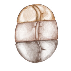 Coffee Bean Drawing translucent inside.