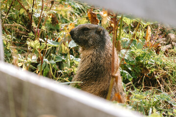 marmot in the italian mountains
