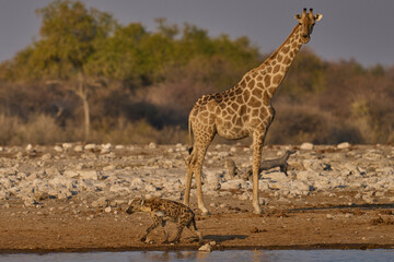Giraffe (Family Giraffidae) trying to have a drink watches as a Spotted Hyaena (Crocuta crocuta) wanders past in Etosha National Park, Namibia.