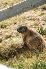 marmot in the italian mountains