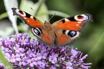 Peacock Butterfly (Aglais io) sitting on butterfly bush